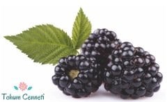 Doğal Tatlı Dikesinsiz Böğürtlen Tohumu (10 Tohum)