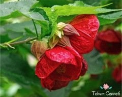 Karışık Renkli Çan Çiçeği Tohumu (10 Tohum)