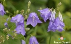 Mor Çan Çiçeği Tohumu (50 Tohum)
