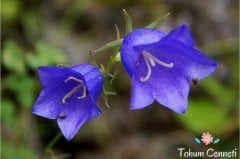 Mor Çan Çiçeği Tohumu (50 Tohum)