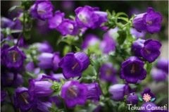 Mor Çan Çiçeği Tohumu (50 Tohum)