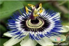Passiflora (Çarkıfelek) Çiçeği Tohumu (5 Tohum)