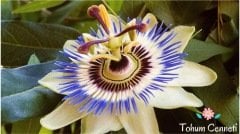 Passiflora (Çarkıfelek) Çiçeği Tohumu (5 Tohum)