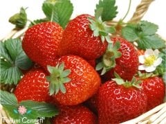 Kokulu Çilek Tohumu (50 Tohum)