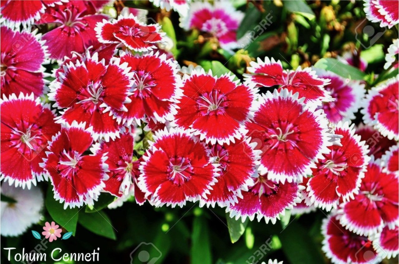 Karışık Renkli Çin Karanfili Çiçeği Tohumu (50 Tohum)