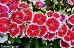 Karışık Renkli Çin Karanfili Çiçeği Tohumu (50 Tohum)