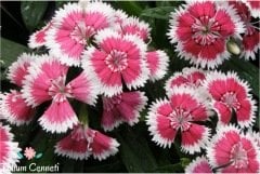 Karışık Renkli Çin Karanfili Çiçeği Tohumu (50 Tohum)