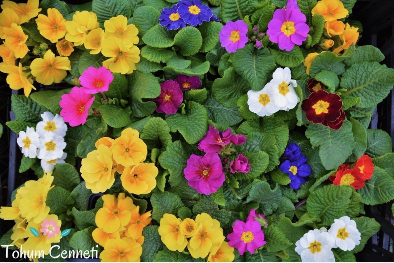 Karışık Renkli Onbir Ay Çuha Çiçeği Tohumu (10 Tohum)