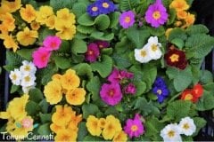 Karışık Renkli Onbir Ay Çuha Çiçeği Tohumu (10 Tohum)