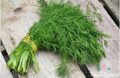 Derem Dereotu Tohumu (100 Tohum)