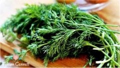 Derem Dereotu Tohumu (100 Tohum)