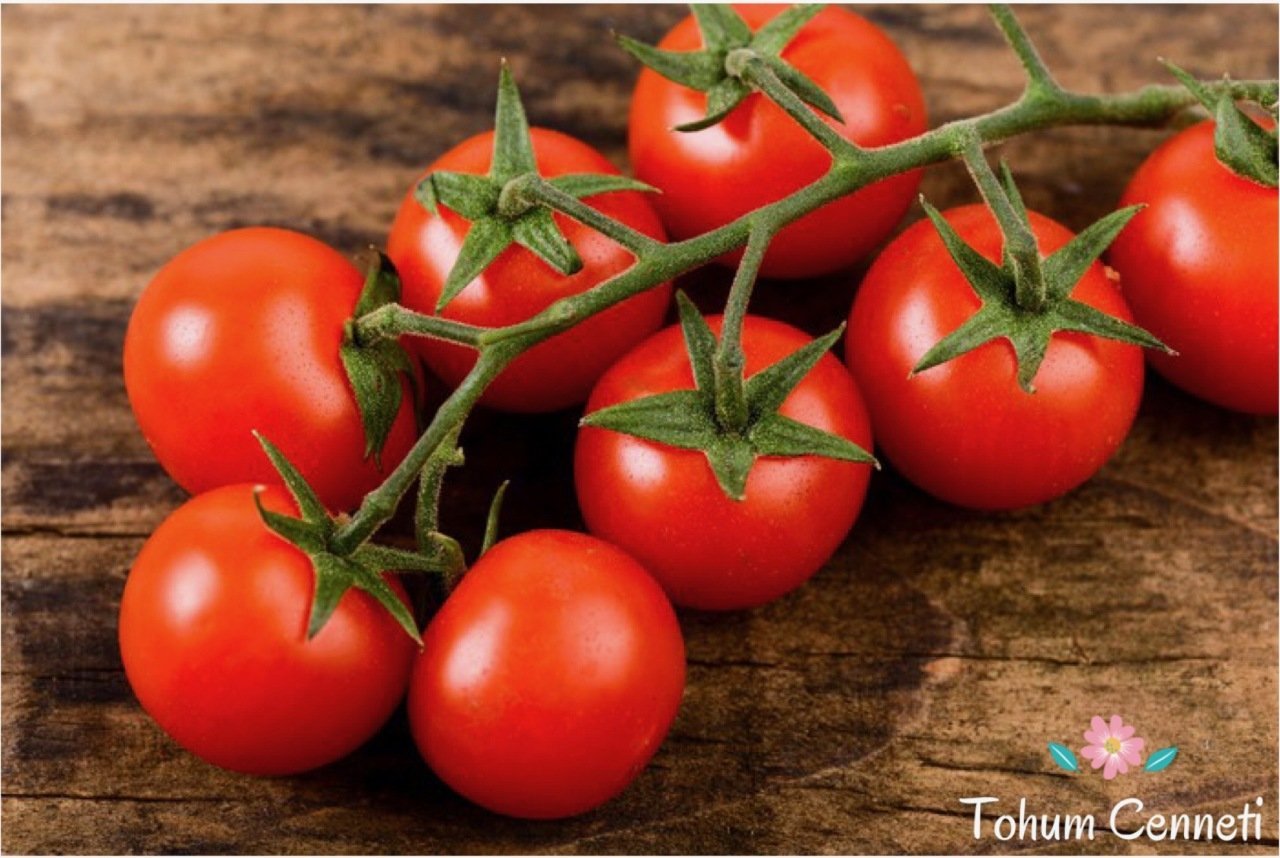 Çeri Pinpon Domates Tohumu (50 Tohum)