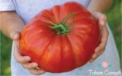 Doğal Dev Belçika Domates Tohumu (50 Tohum)