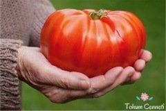 Doğal Dev Belçika Domates Tohumu (50 Tohum)
