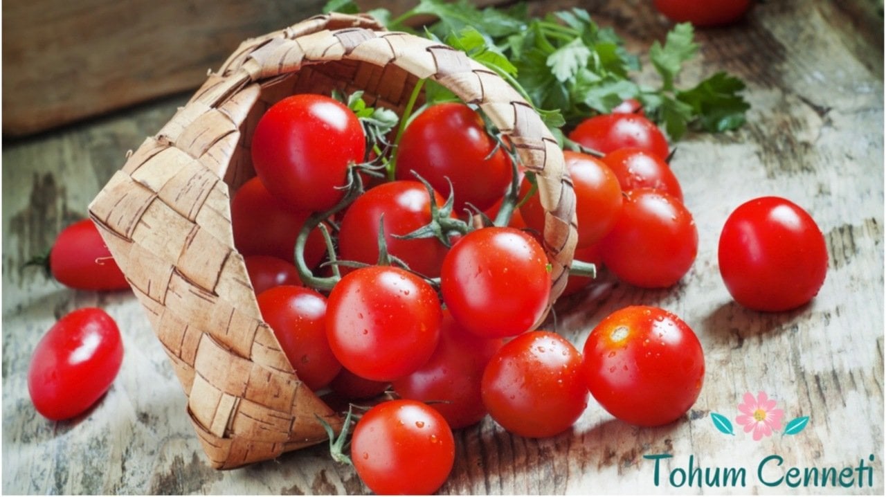 Doğal Kiraz Domates Tohumu (20 Tohum)