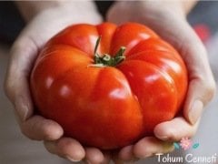 Etli Köy Domatesi Tohumu (50 Tohum)