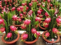 Doğal Beyaz Ejder Meyvesi (Pitaya) Tohumu (10 Tohum)