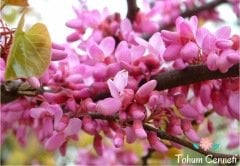 Erguvan Ağacı Tohumu (10 Adet)