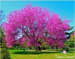 Erguvan Ağacı Tohumu (10 Adet)