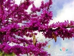 Erguvan Ağacı Tohumu (10 Adet)