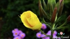 Ezan Çiçeği Tohumu (50 Tohum)