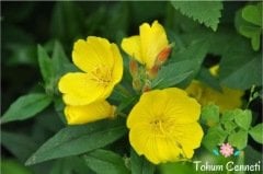 Ezan Çiçeği Tohumu (50 Tohum)