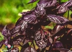 Mor Reyhan Tohumu (100 Tohum)