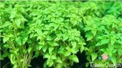 Top Fesleğen Tohumu (50 Tohum)