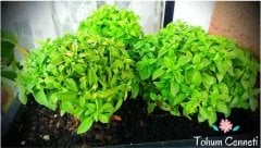 Top Fesleğen Tohumu (50 Tohum)