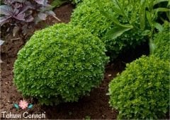 Top Fesleğen Tohumu (50 Tohum)