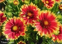 Gayret Çiçeği Tohumu (30 Tohum)