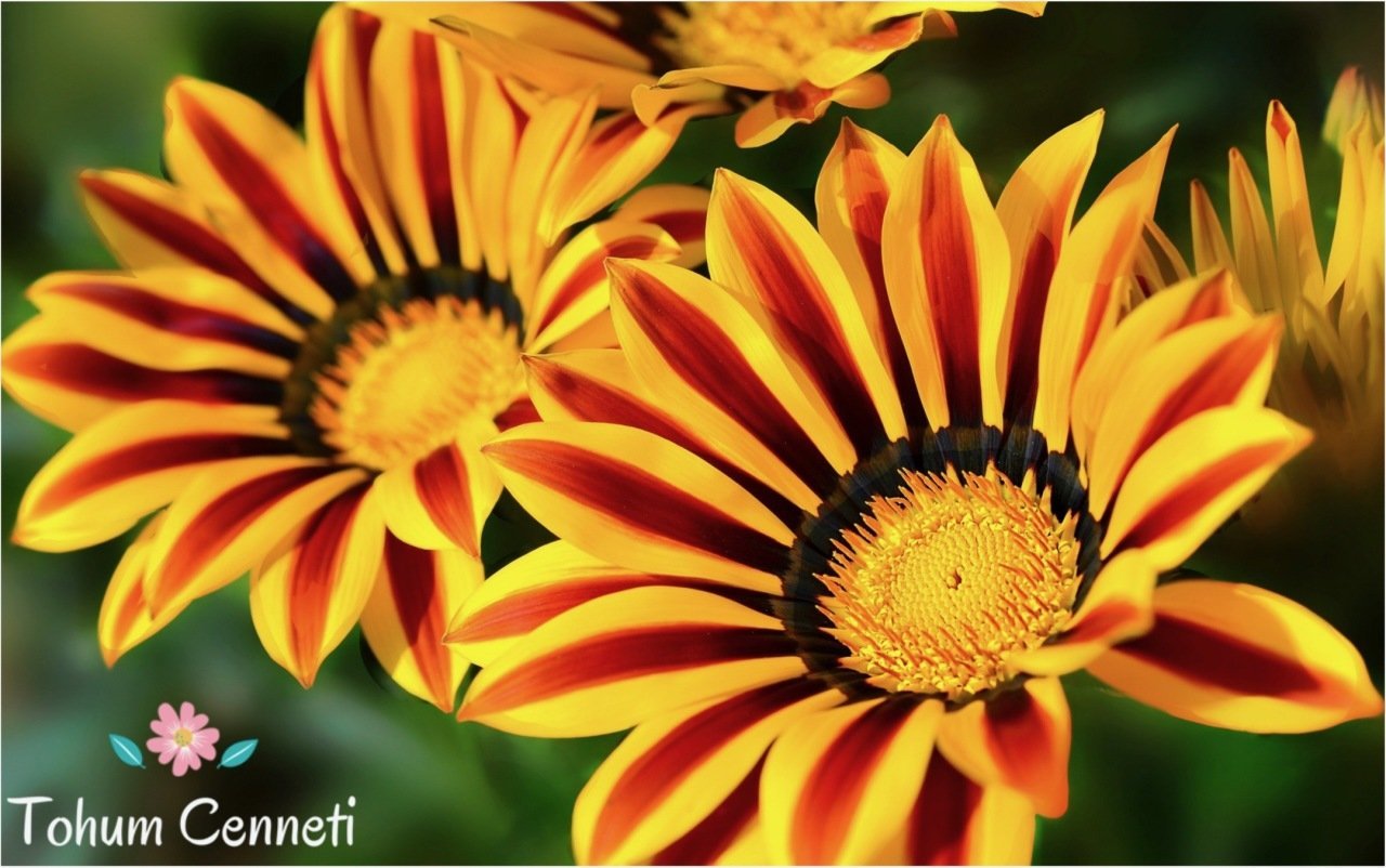 Karışık Renkli Gazanya Çiçeği Tohumu (25 Tohum)