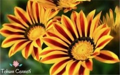 Karışık Renkli Gazanya Çiçeği Tohumu (25 Tohum)