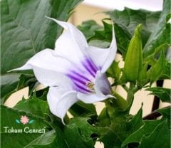 Gece Güzeli Çiçeği Tohumu (10 Tohum)