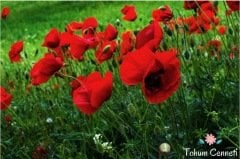 Kırmızı Renkli Gelincik Tohumu (100 Tohum)