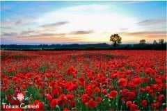 Kırmızı Renkli Gelincik Tohumu (100 Tohum)