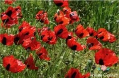 Kırmızı Renkli Gelincik Tohumu (100 Tohum)