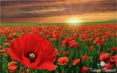 Kırmızı Renkli Gelincik Tohumu (100 Tohum)