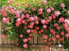 Pembe Renkli Kokulu Sarmaşık Gül Tohumu (3 Tohum)