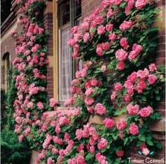 Pembe Renkli Kokulu Sarmaşık Gül Tohumu (3 Tohum)