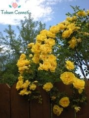 Kokulu Yediveren Sarı Sarmaşık Gül Tohumu (3 Tohum)