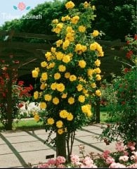 Kokulu Yediveren Sarı Sarmaşık Gül Tohumu (3 Tohum)