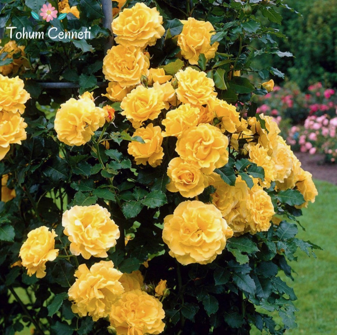 Kokulu Yediveren Sarı Sarmaşık Gül Tohumu (3 Tohum)