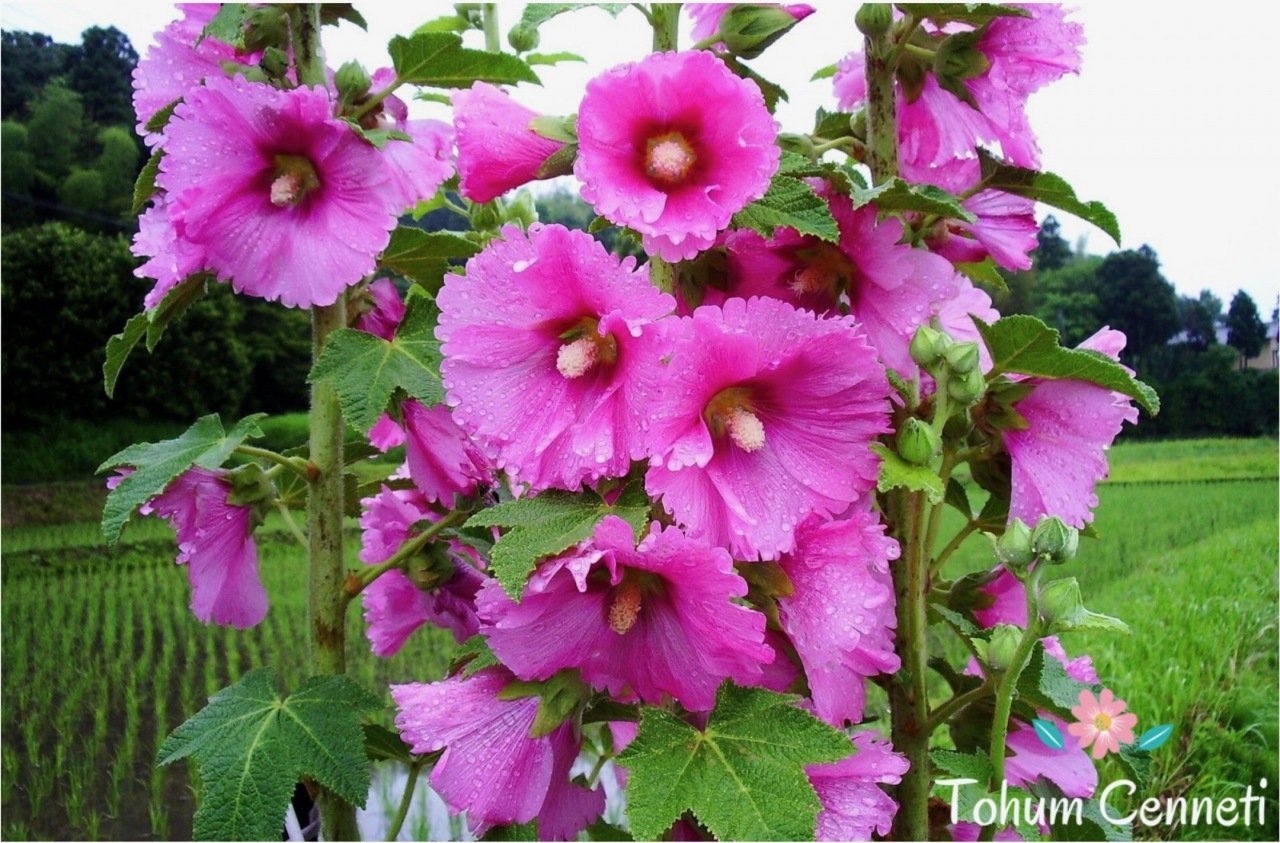 Karışık Renkli Gül Hatmi Çiçeği Tohumu (10 Tohum)