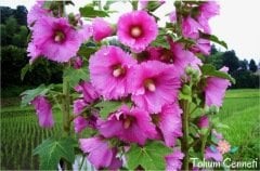 Karışık Renkli Gül Hatmi Çiçeği Tohumu (10 Tohum)