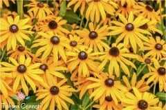 Rudbekya Güneş Şapkası Çiçeği Tohumu (50 Tohum)