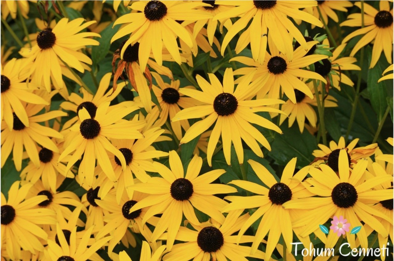 Rudbekya Güneş Şapkası Çiçeği Tohumu (50 Tohum)