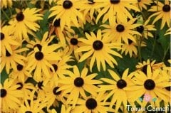 Rudbekya Güneş Şapkası Çiçeği Tohumu (50 Tohum)