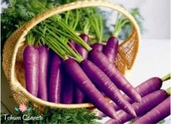 Doğal Mor Havuç Tohumu (200 Tohum)