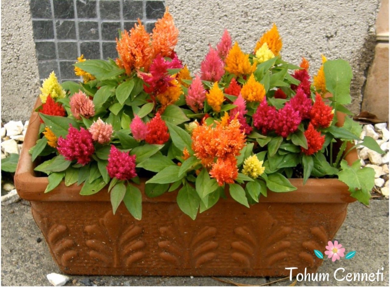 Karışık Renkli Horoz İbiği Çiçeği Tohumu (50 Tohum)